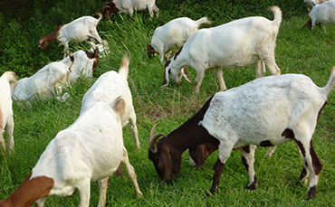 茨盖羊的品种特征和生产性能