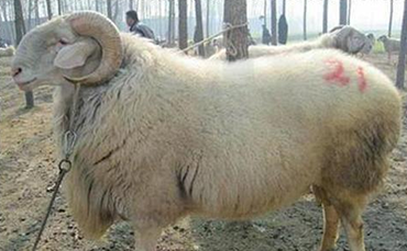 高加索细毛羊,高加索细毛羊品种特征