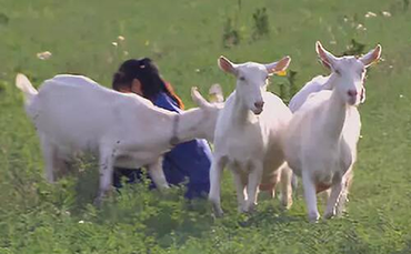 关中奶山羊品种特性和生产性能