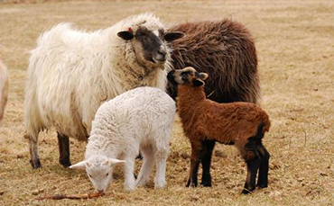 柯泊华斯羊的产品性能和品种特征