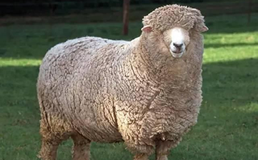 考力代羊的产地分布和品种特征