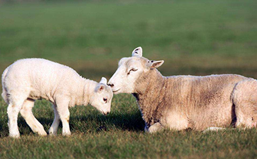 考摩羊,考摩羊产地分布,考摩羊品种特征