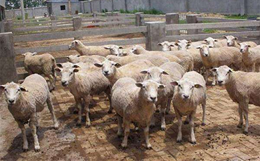 道赛特丘陵羊,道赛特丘陵羊简介,道赛特丘陵羊特征