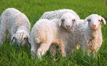 崂山奶山羊的特点 崂山奶山羊品种形成