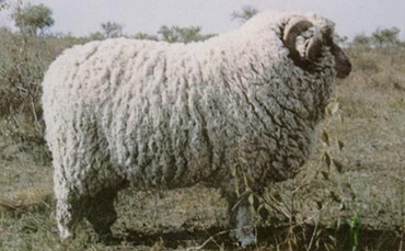 波尔华斯羊,波尔华斯羊分布,波尔华斯羊品种特征