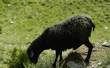 丹巴黑绵羊主要特征详述