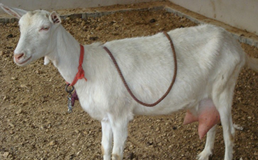 萨能奶山羊生产性能和品种特性