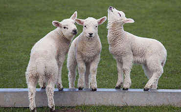 兰布列羊，兰布列羊产地分布,兰布列羊的品种简介