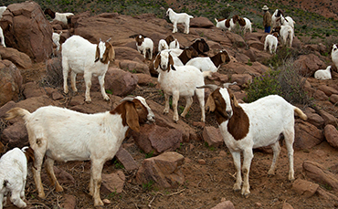波尔山羊(Boer)的品种特征和产地分布