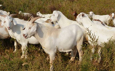 皮肉毛兼用羊品种：崇明白山羊和甘加羊