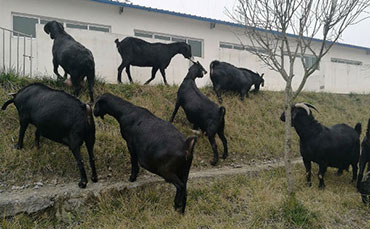 关于努比亚黑山羊价格及品种优缺点介绍