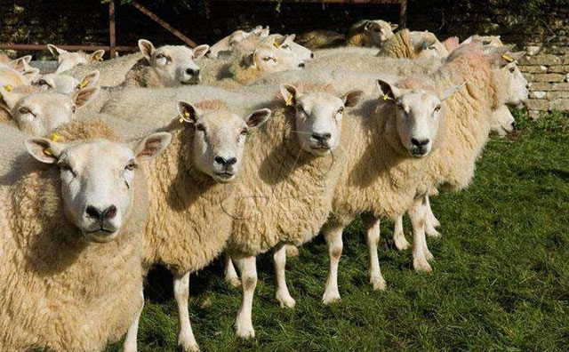 养羊的利润与成本