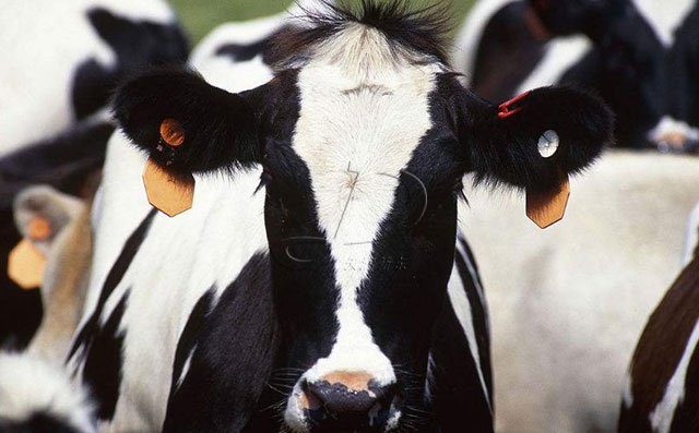 奶牛饲养模式