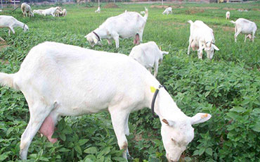 萨能山羊的品种特征及产地分布