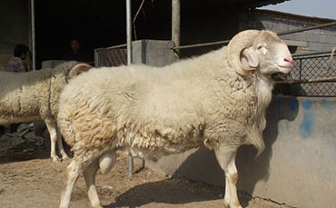 小尾寒羊的外形特征、生活习性及种群分布