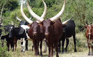 安克拉瓦图西牛是什么品种？原产地是哪里的？