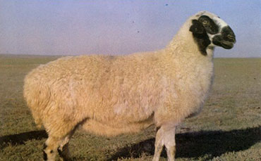 草地型西藏羊/山谷型西藏羊/三江型西藏羊/欧拉型藏羊