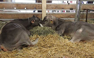 瑞士褐牛的外貌特征及生产性能