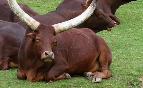 安克拉瓦图西牛是什么品种原产地是哪里的