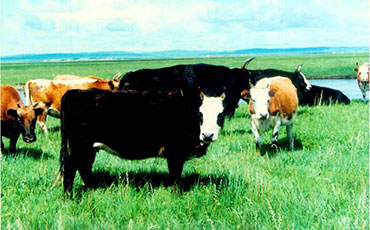 乌珠穆沁牛的地理分布及品种特性