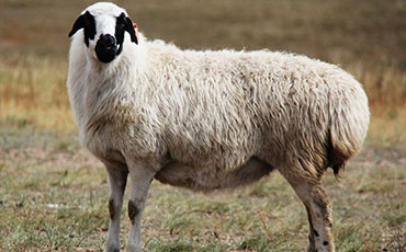 乌珠穆沁羊的品种特征及生产性能详述