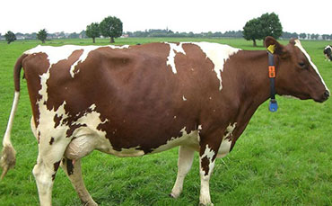 阿勒泰白头牛的产地分布及外貌特征