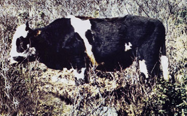 甘孜藏黄牛的品种描述及产地分布