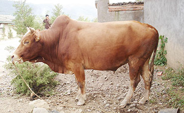 凉山黄牛的产地,凉山黄牛的外貌特征