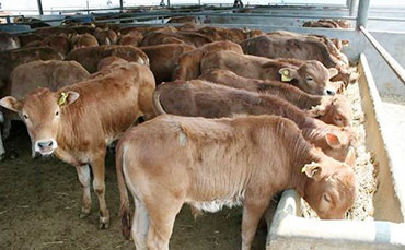 拉萨黄牛的外貌特征及品种性能
