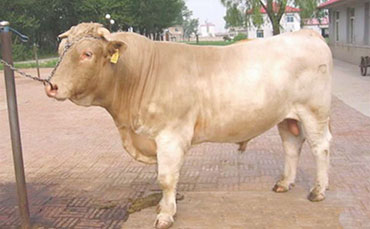 辽育白牛的品品种特征及饲养前景