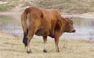 吉安黄牛产地,吉安黄牛特征