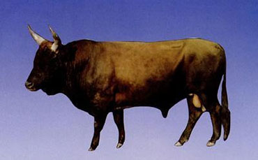柴达木黄牛的外貌特征及品种性能