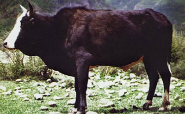 阿沛甲咂牛是什么牛？阿沛甲咂牛产地