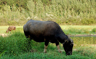 温州水牛的品种描述及综合评价