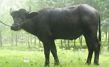 陕南水牛的产地、分布及品种性能