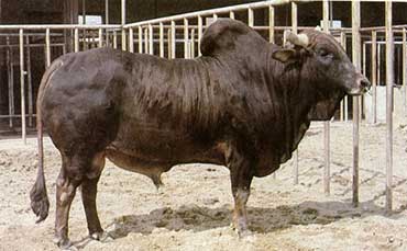 辛地红牛的外貌特征及生产性能