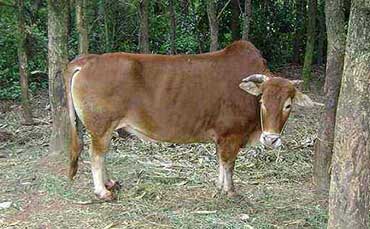 盘江牛的产地分布及体貌特征