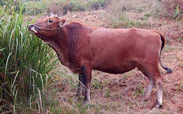 迪庆黄牛的产地分布及外貌/品种特征