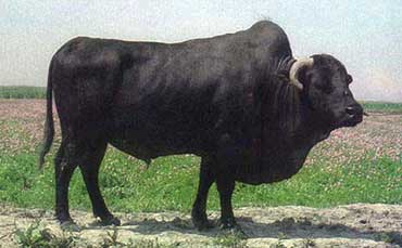 舟山牛品种体貌特征详述