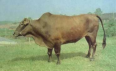 广丰牛的主产区及体貌特征