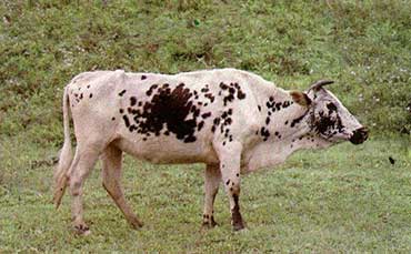 峨边花牛的产地分布及体貌特征