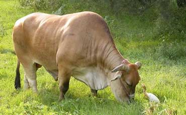 台湾牛的产地分布、外貌特征及体尺体重
