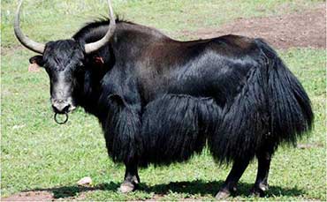 西藏高山牦牛的产地分布及外貌特征