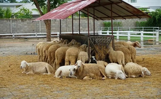 養羊喂多少飼料合適