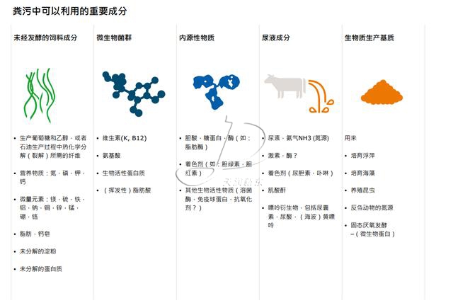 荷蘭糞污處理