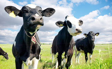 奶牛的行为信号，你能读懂多少？