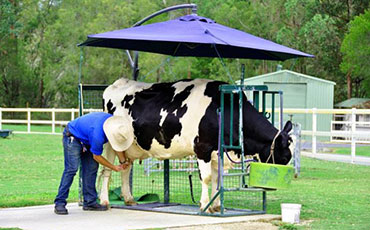 奶牛场奶牛乳房健康管理体系建立