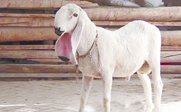 新疆瓦格吉尔羊品种介绍，“万金难求”的瓦格吉尔羊