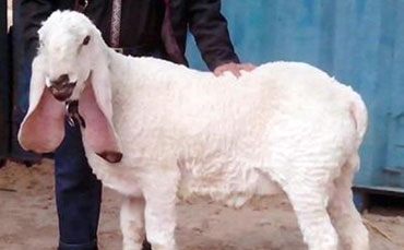 世界上最贵的瓦格吉尔羊，1600万一只