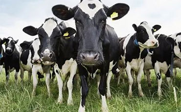 奶牛具有“热智商”，你听说过么？